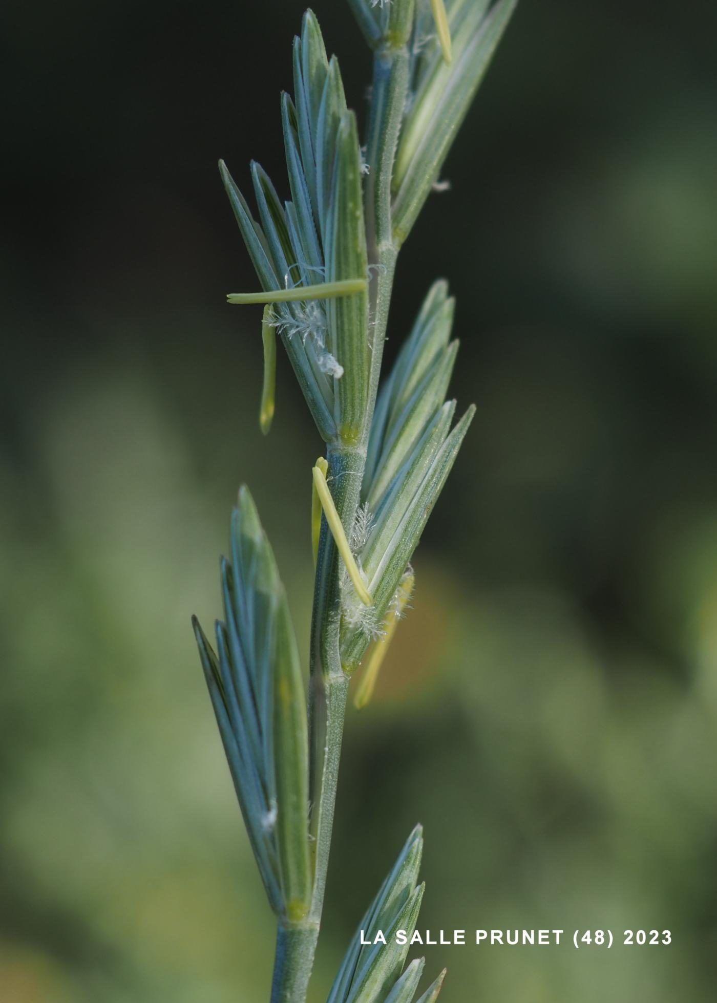 Rye-grass, Rigid flower